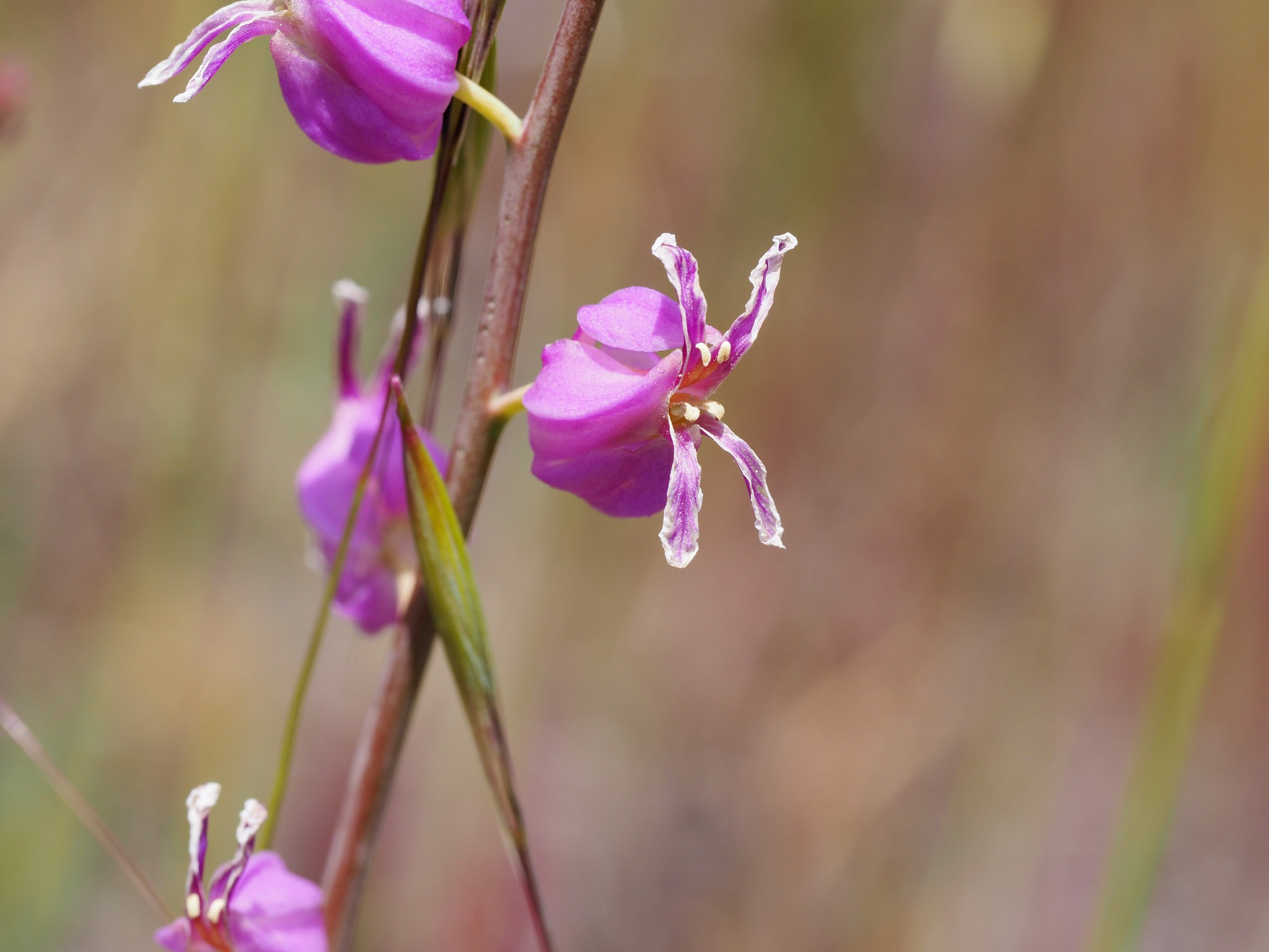 Most Beautiful Jewelflower Streptanthus glandulosus ssp. glandulosus